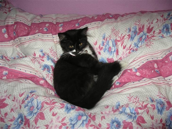 Blanding af racer Soffi - Nu har jeg boet her i 2 dage, så må man vel ha´ lov at ligge i sengene. billede 13