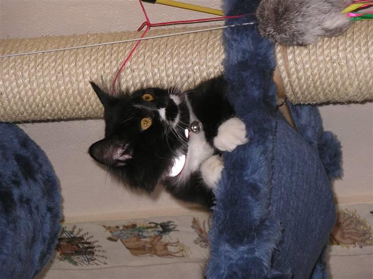 Blanding af racer Soffi - Dejlig udsigt herfra. 25. Januar 2007 billede 14