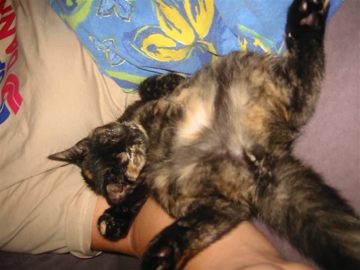 Blanding af racer Denice billede 1