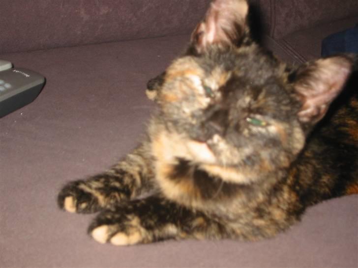 Blanding af racer Denice billede 4