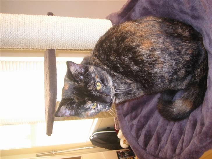 Blanding af racer Denice billede 5