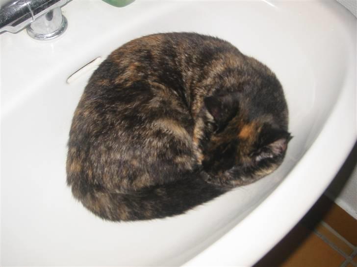 Blanding af racer Denice billede 6