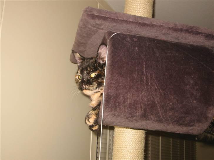 Blanding af racer Denice billede 7