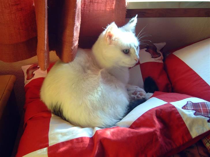 Huskat Sarah/Firben - Sarah elsker sin kattepude, som jeg har syet til hende. billede 1