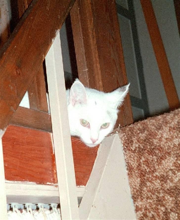 Huskat Sarah/Firben - Tit tit, Sarah elsker trapper, og de er gode for hendes motorikøvelser, undskyld billedkvaliteten. billede 2