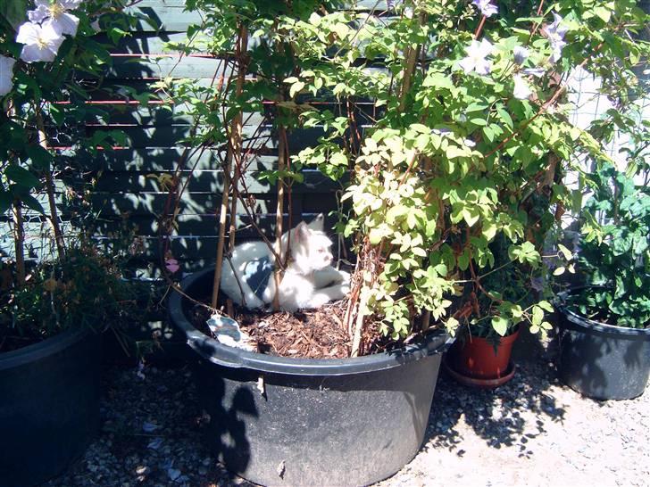 Huskat Sarah/Firben - Hvis der er noget man kan lide, så er det at ligge i en balje med et grønt tag. billede 3