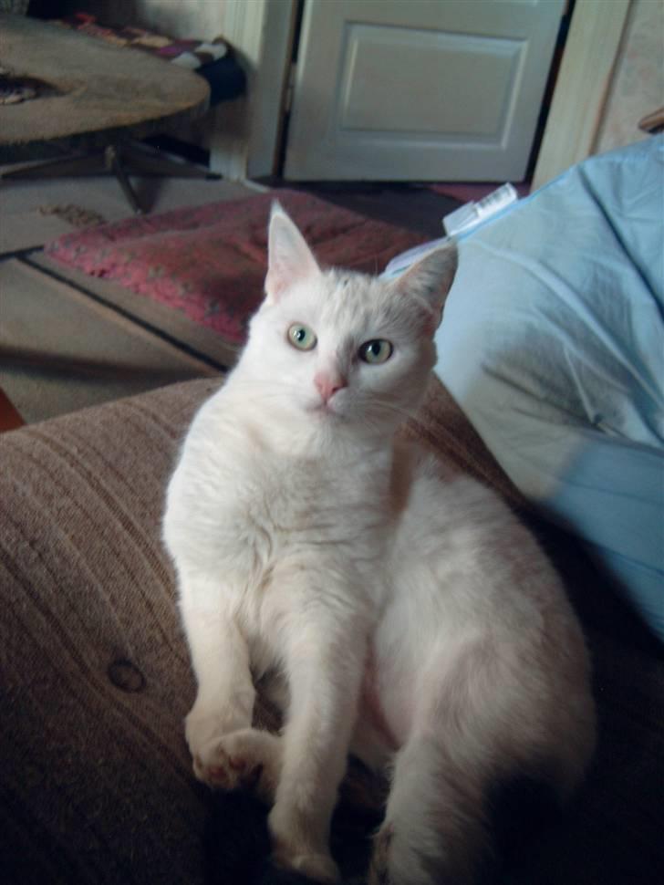 Huskat Sarah/Firben - Sarah tager lige en slapper i sofaen, men hun ved godt hun ikke må ligge på puden, der er nemlig ingen betræk på. billede 4