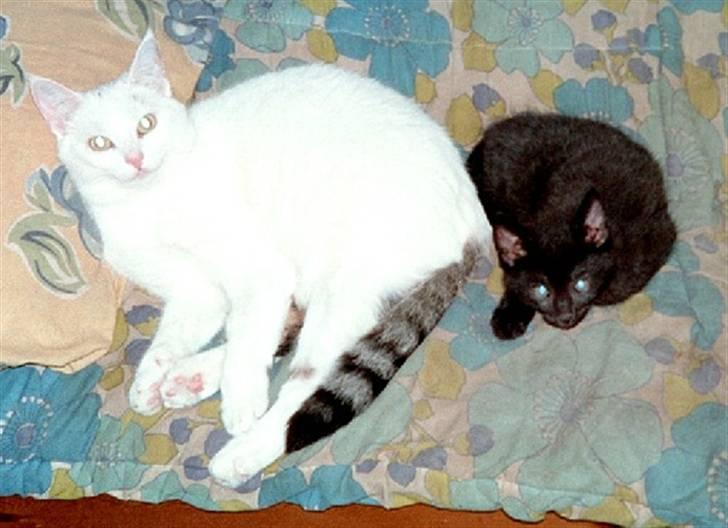 Huskat Sarah/Firben - Undskyld kvaliteten, men her er et godt billede på Sarah, hun er den fødte barnepige. billede 5