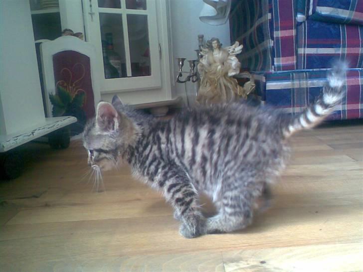 Huskat Seafood Larsen - Det er første gang jeg prøver at gå på et gulv.. det er godt nok glat her .. billede 1