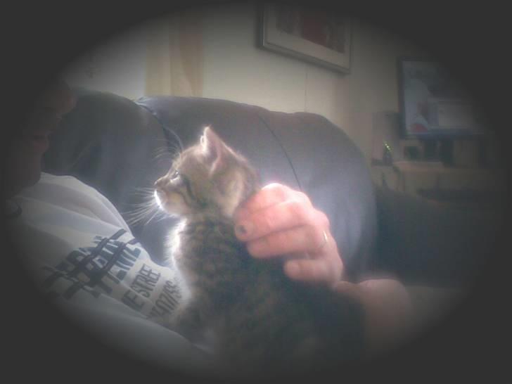 Huskat Seafood Larsen - åh.. jeg er bare så hengiven.. billede 2