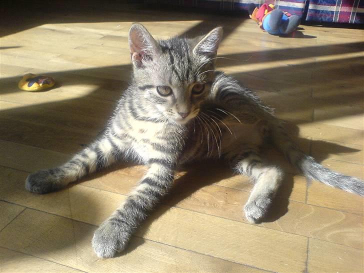 Huskat Seafood Larsen - Dette er hvad jeg kalder katte liv.. solstråler hmm.. billede 3