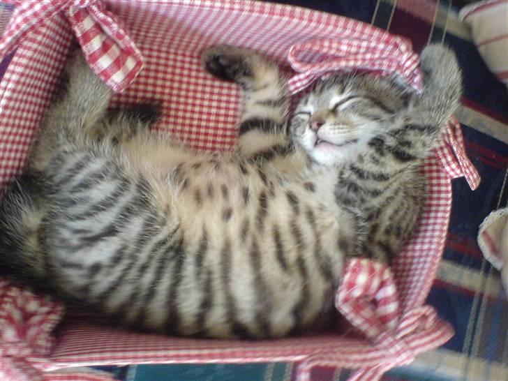 Huskat Seafood Larsen - Min familie troede dette var en brødkurv.. godt jeg fik dem på andre tanker :O)) billede 4