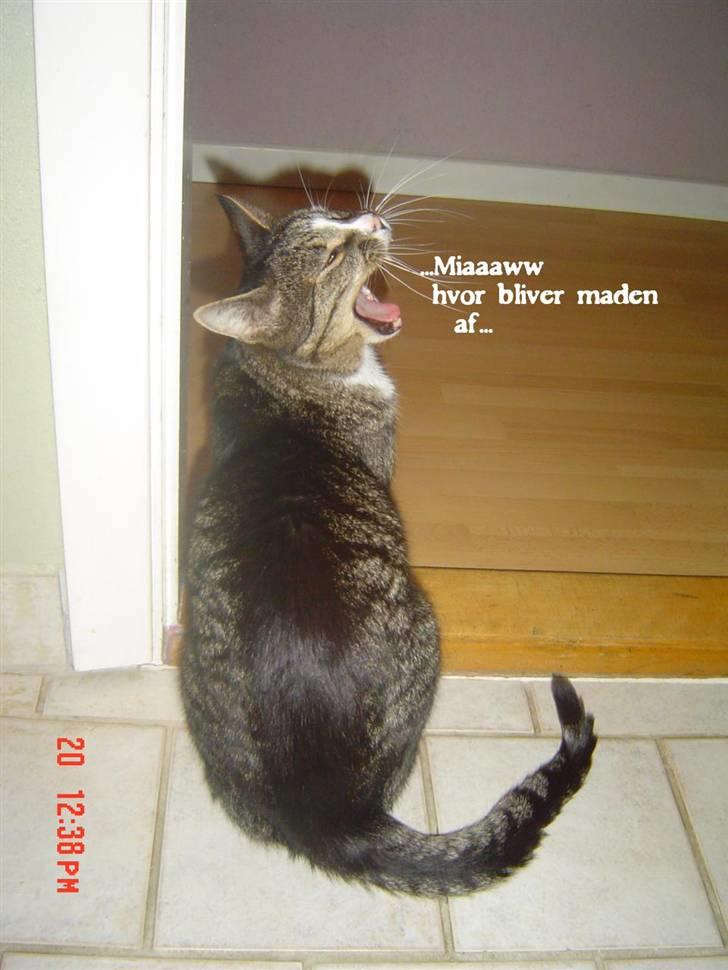 Huskat stampe - ALTID åben for en gang MAD.. billede 1