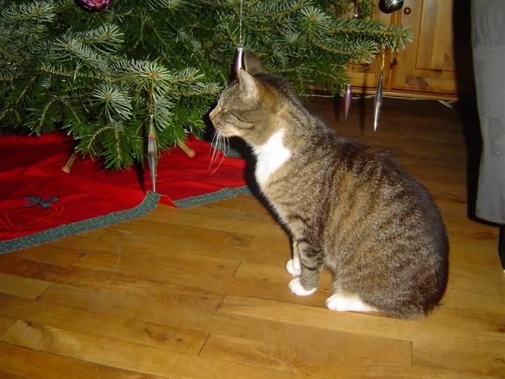 Huskat stampe - Stampe en gammel dreng der nyder julens luxus atter en gang .. "kradse(jule)træ" i stuen billede 2