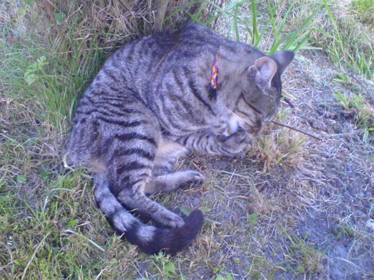 Huskat Oscar billede 3