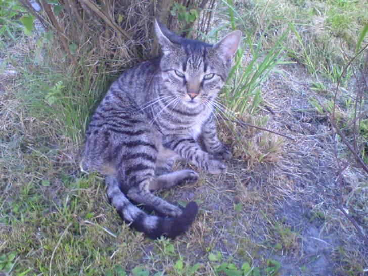 Huskat Oscar - Hvorfor skal du altid tage billeder af mig? :) billede 4