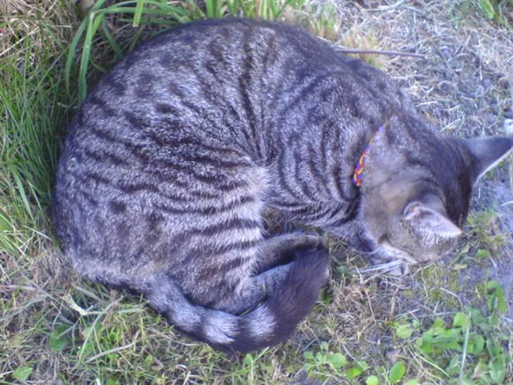 Huskat Oscar billede 5