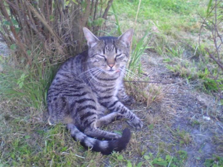 Huskat Oscar - Er det nu dig igen? billede 6