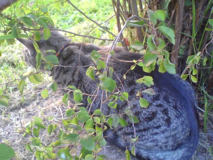 Huskat Oscar - Jeg gemmer mig lige lidt. billede 7