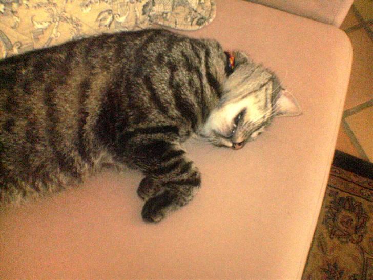 Huskat Oscar - Ahh.. Det er herligt med en lur. billede 8