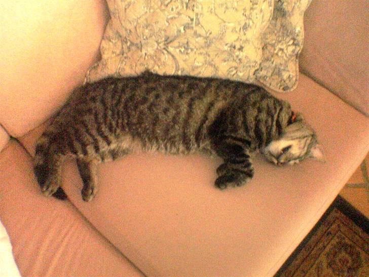 Huskat Oscar - Den her sofa er rigtig blød..:0 billede 9