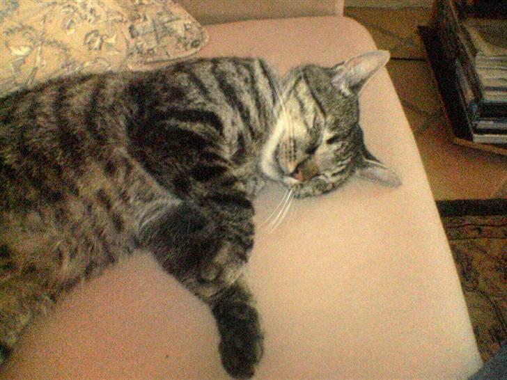 Huskat Oscar billede 10