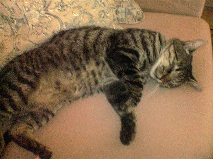 Huskat Oscar billede 11