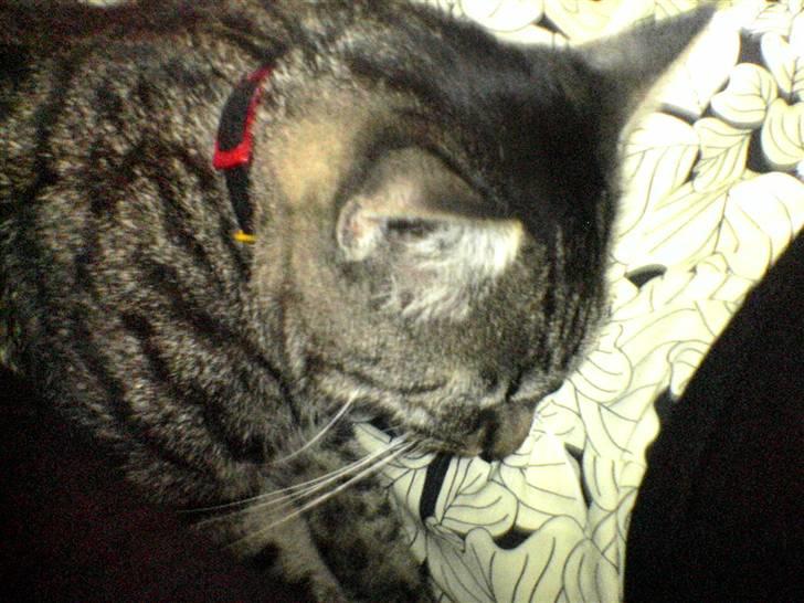 Huskat Oscar - Putter lige lidt ved mor. billede 12