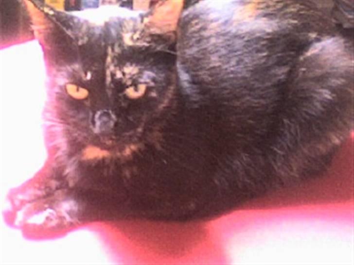 Huskat cassie og tøsen billede 7