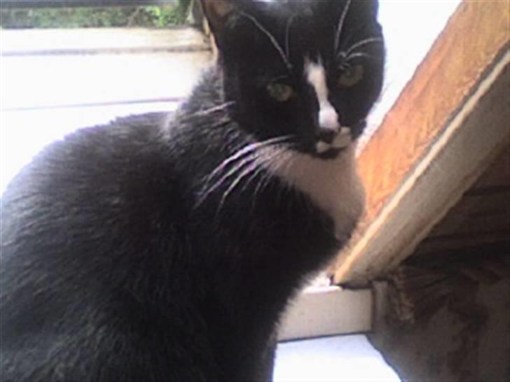 Huskat cassie og tøsen billede 8