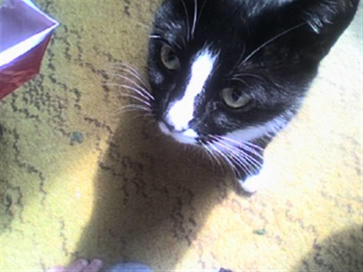 Huskat cassie og tøsen billede 9