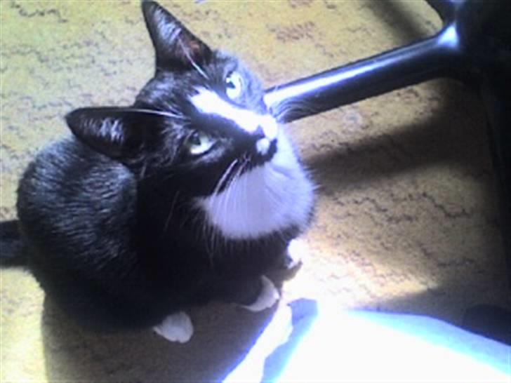 Huskat cassie og tøsen billede 10