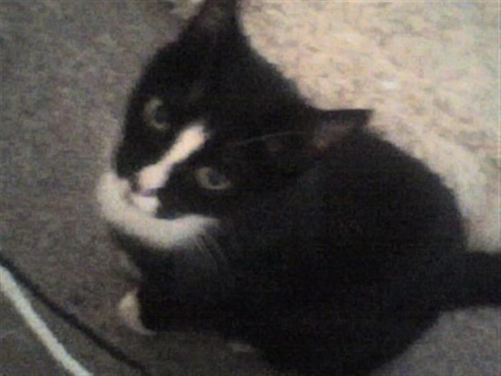 Huskat cassie og tøsen billede 11