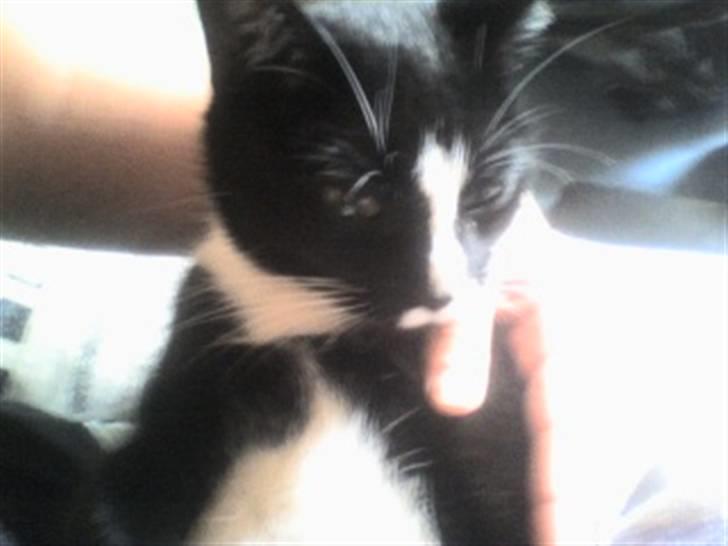 Huskat cassie og tøsen billede 12