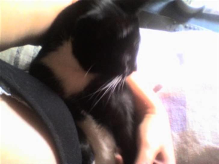 Huskat cassie og tøsen billede 13