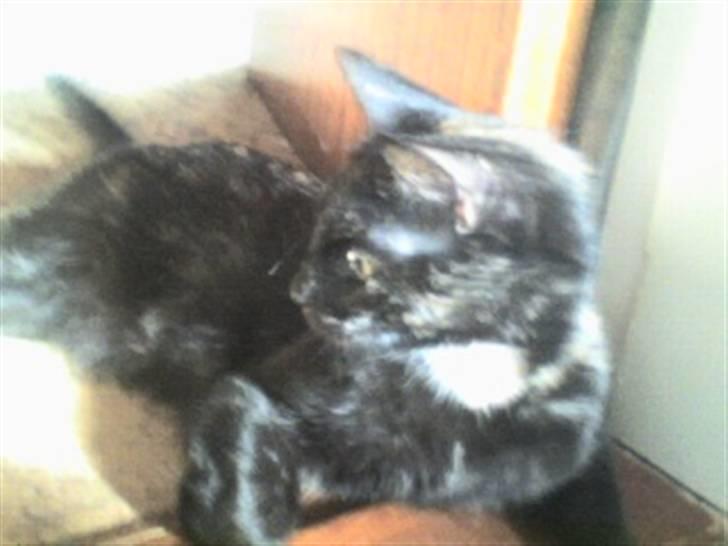 Huskat cassie og tøsen billede 14