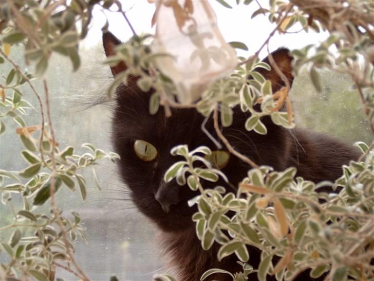 Maine Coon Bella R.I.P  billede 1