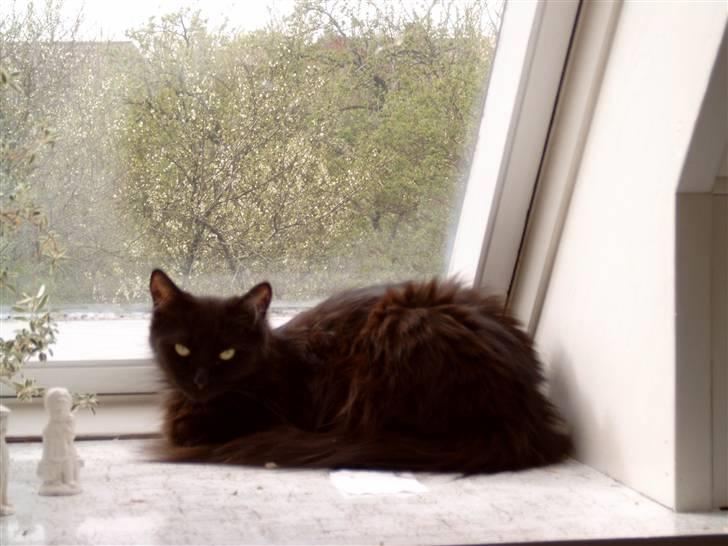 Maine Coon Bella R.I.P  billede 2