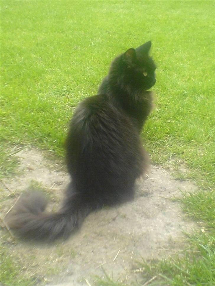 Maine Coon Bella R.I.P  billede 3