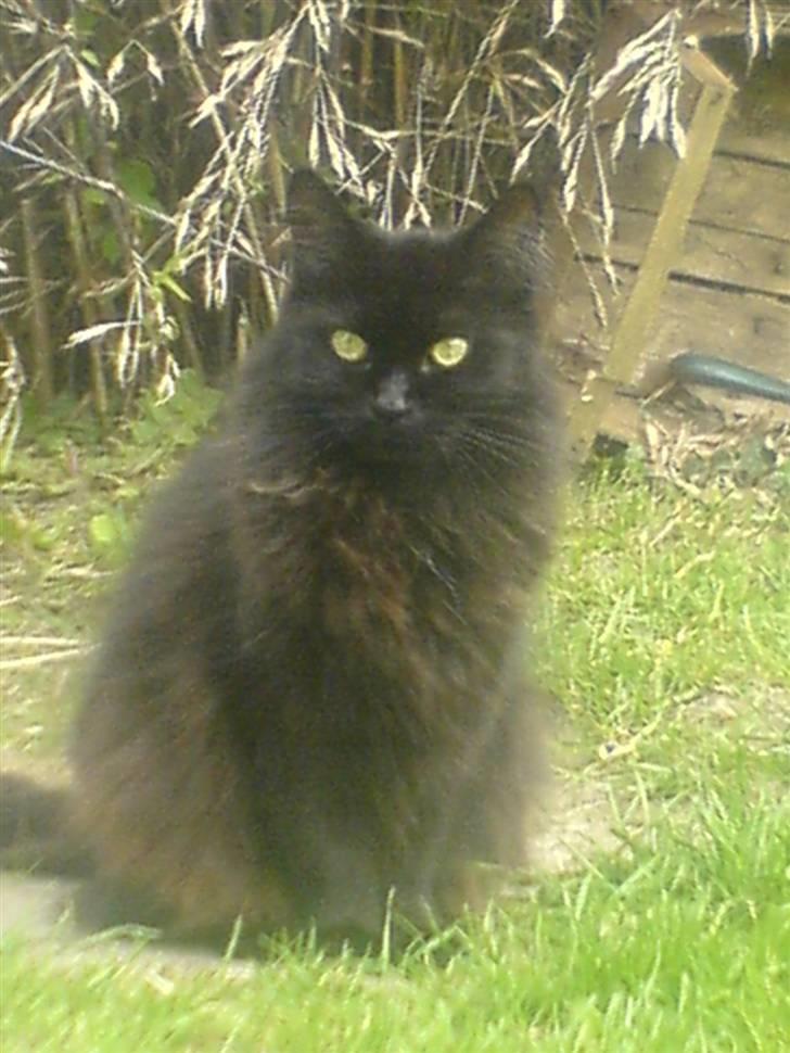 Maine Coon Bella R.I.P  billede 4