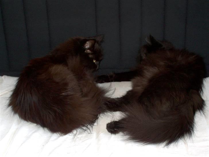 Maine Coon Bella R.I.P  - Bella og Mia, blle er den der ligger til enstre på billedet billede 5