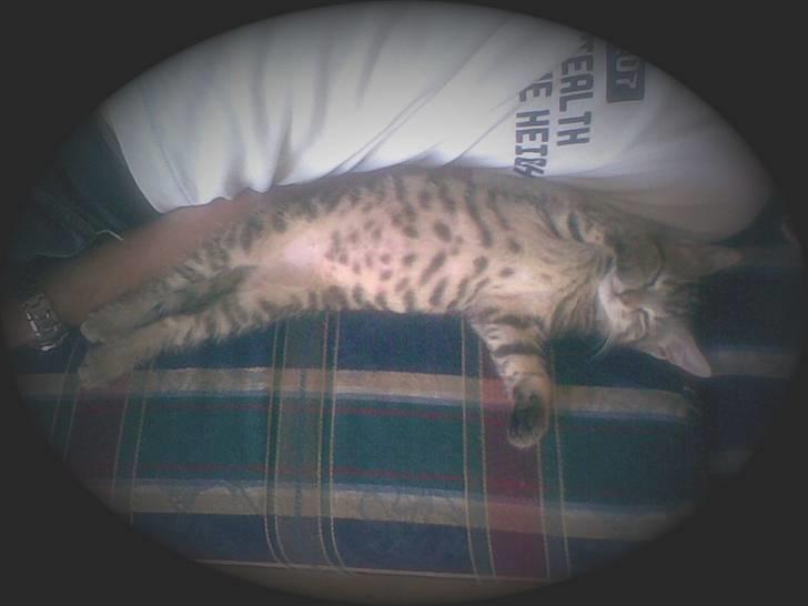 Huskat Seafood Larsen - Her ligger jeg og (S)langer mig på sofaen med CHEFEN.. billede 5