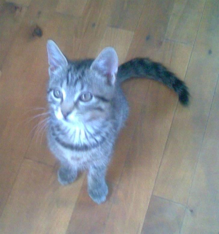 Huskat Seafood Larsen - den som venter på noget godt.. osv:O)) billede 6