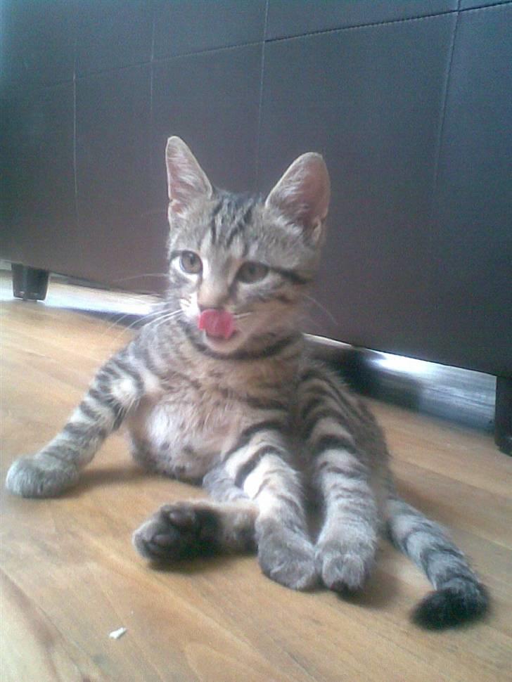 Huskat Seafood Larsen - gæt hvad jeg lige har .. billede 7