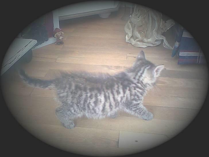 Huskat Seafood Larsen - min mor.. synes jeg er vakker:O)) billede 8