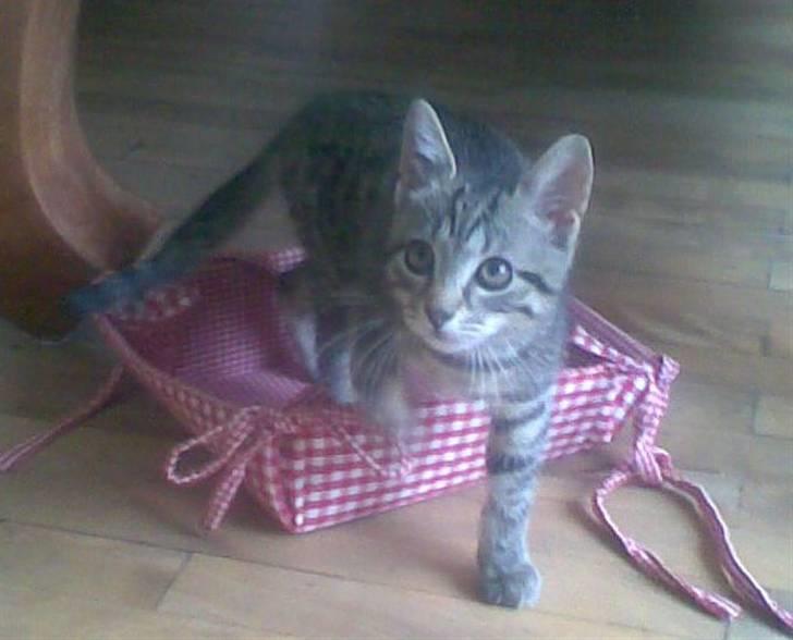 Huskat Seafood Larsen - jeg er bare SÅ glad for min (brød)kurv billede 9