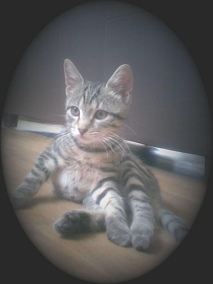 Huskat Seafood Larsen - HALLØJSA!! billede 10