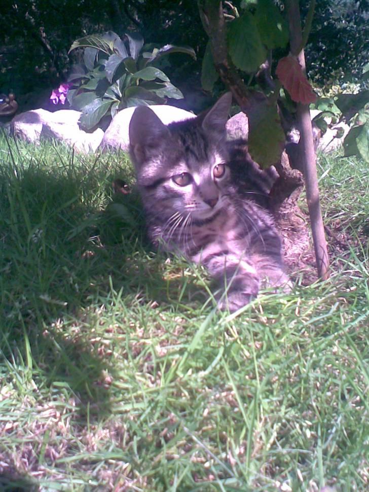 Huskat Seafood Larsen - det er bare så dejlig her ude billede 11