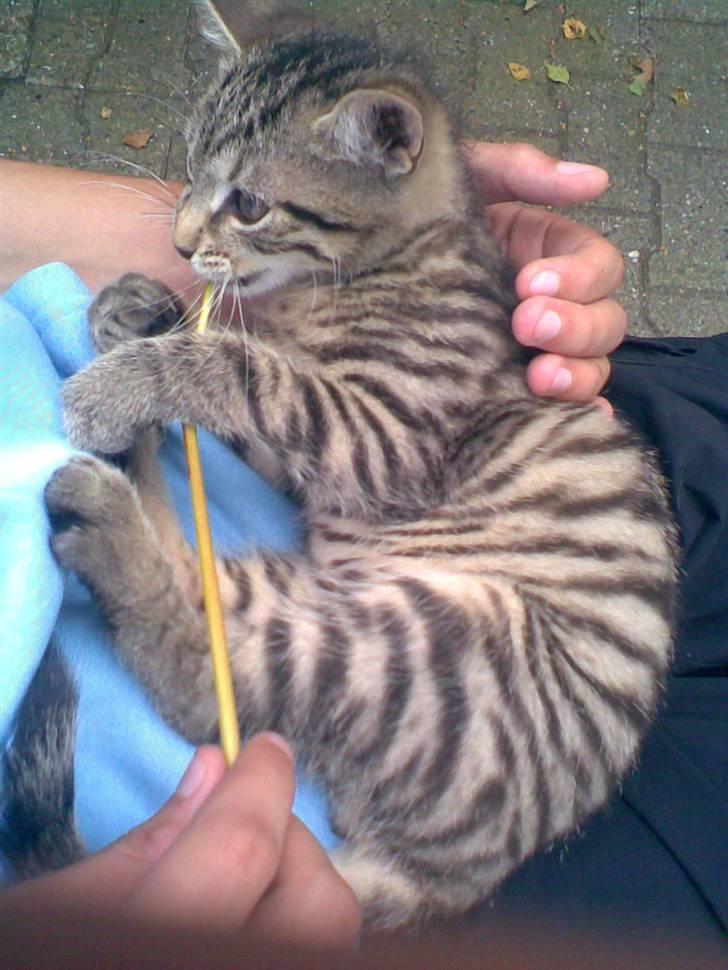 Huskat Seafood Larsen - LEGESYG billede 12