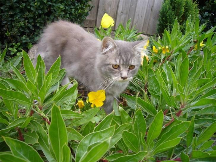 Blanding af racer Terkle P. POLY billede 10